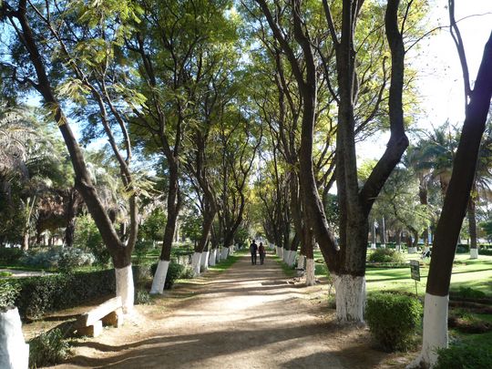 Shaded alley in the park