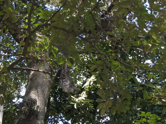 Singe paresseux accroch  un arbre