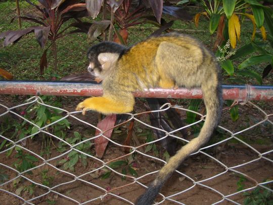 Squirrel monkey (Saimiri) in the zoo