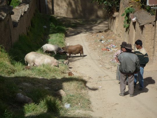 Cholita paseando con sus cerdos