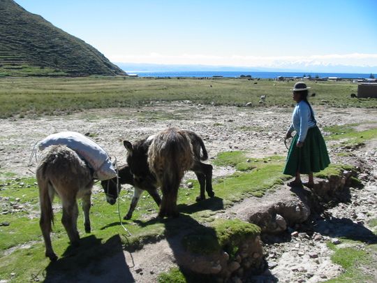 Cholita and donkeys in Challapampa