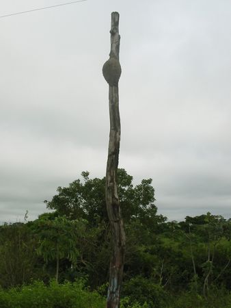 Termite mound on the trunk of a dead tree