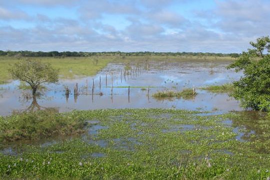 Flooded pampas