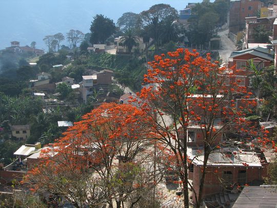 Village of Coroico with colorful seibo tree in the foreground