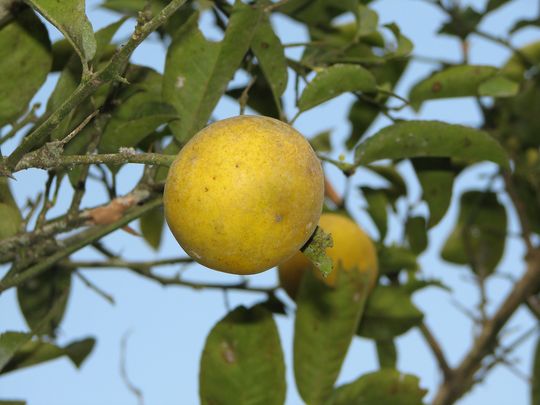 Citrus varieties: Lima