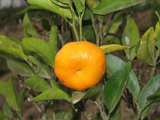 Varit d'agrume: mandarine