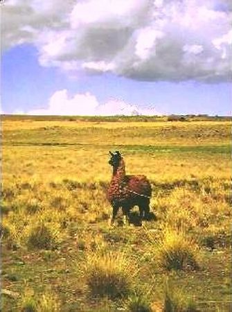 Llama del Altiplano