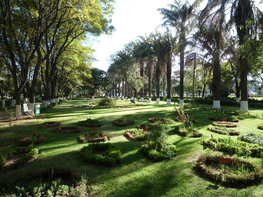 Cultivos de hierbas y flores