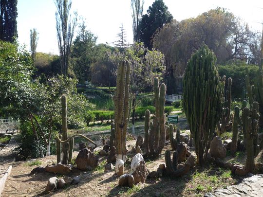 Cactus park Cactus park
