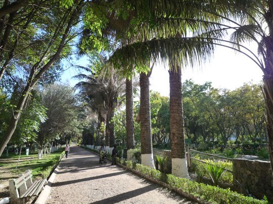 Shaded alley in the park