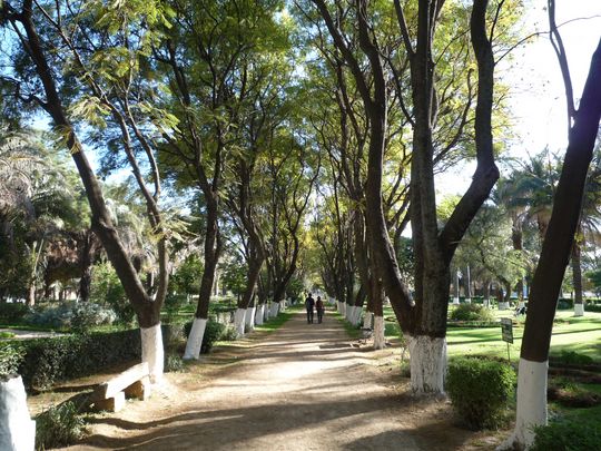 Shaded alley in the park Shaded alley in the park