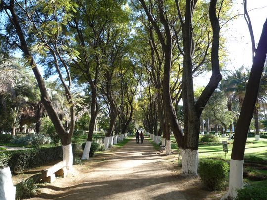 Camino sombreado del parque