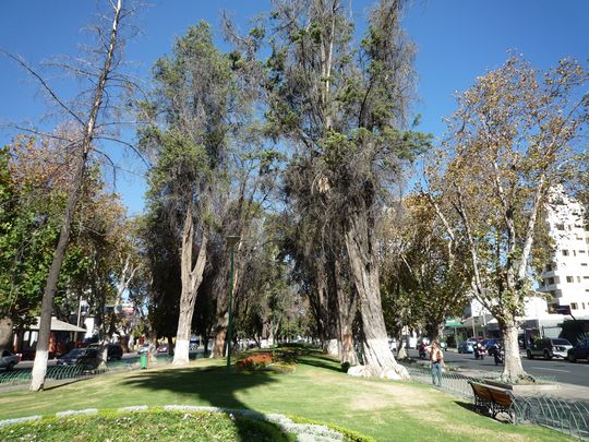 Avenida José Ballivián (Prado) Avenida José Ballivián (Prado)