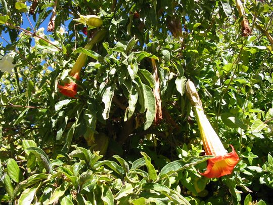 Floripondio - Brugmansia versicolor Floripondio - Brugmansia versicolor