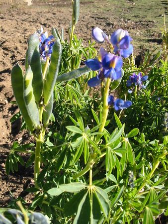 Blooming beans