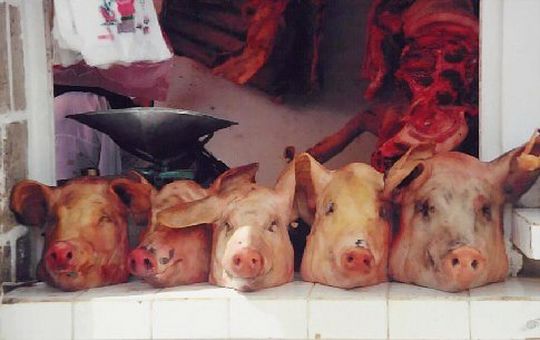 Cabezas de cerdos para el año nuevo Cabezas de cerdos para el año nuevo