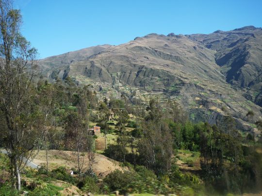 Highland Vegetation