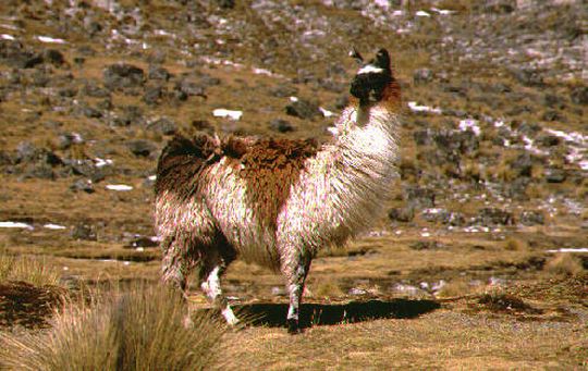 Llama cerca de la Laguna Milluni