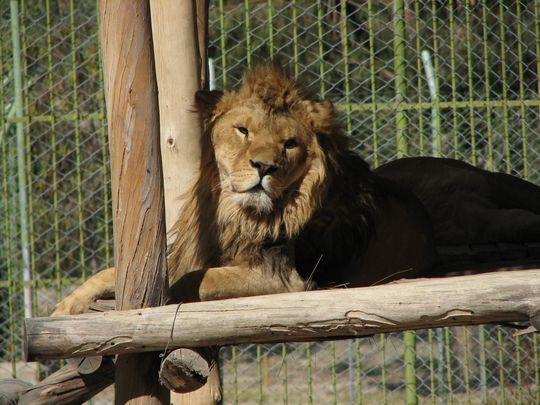 Lion Lion