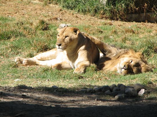 Lion and lioness resting