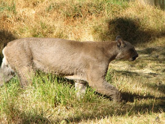 Puma - Puma concolor Puma - Puma concolor