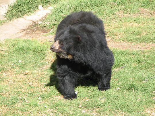 Spectacled Bear - Tremarctos ornatus