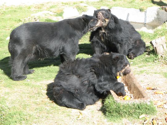 Spectacled Bear - Tremarctos ornatus Spectacled Bear - Tremarctos ornatus