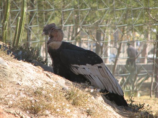 Andean Condor - Vultur gryphus Andean Condor - Vultur gryphus