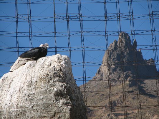 Andean Condor - Vultur gryphus Andean Condor - Vultur gryphus