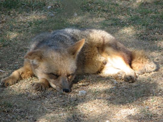 Culpeo Fox - Pseudalopex culpaeus Culpeo Fox - Pseudalopex culpaeus