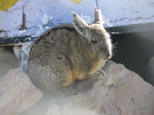 Viscacha - Lagidium viscacia Viscacha - Lagidium viscacia