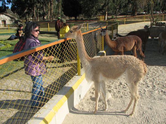 Vicuna - Vicugna vicugna