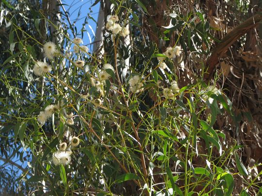 Eucalipto en flor