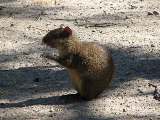 Sari - Dasyprocta punctata Sari - Dasyprocta punctata