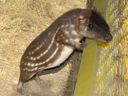 Jochi pintado - Cuniculus paca Jochi pintado - Cuniculus paca