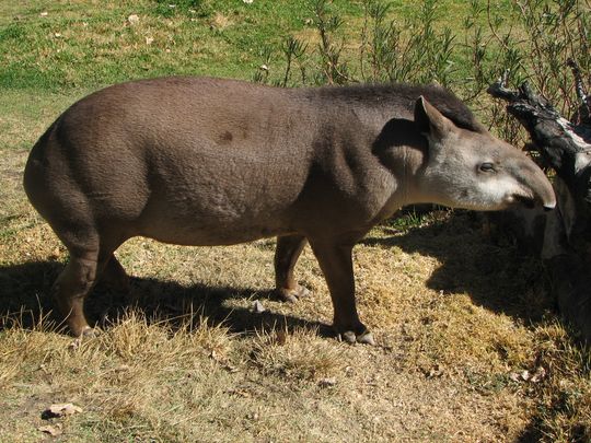 Tapir - Tapirus terrestris Tapir - Tapirus terrestris