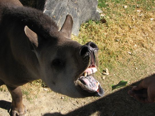 Tapir - Tapirus terrestris Tapir - Tapirus terrestris