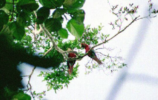 Couple de perroquets