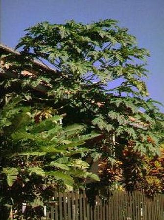 Papaya Papaya