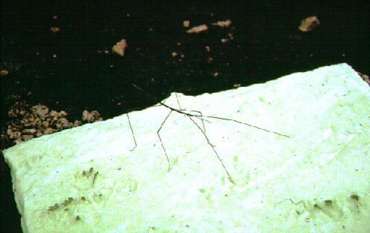 Stick insect