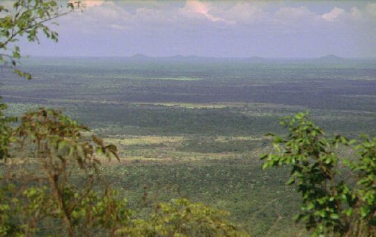 Panoramic views of the jungle