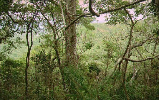 Jungle du Cerro Pelado