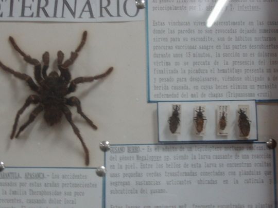 Tarantula y vinchuca