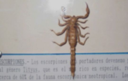 Scorpion