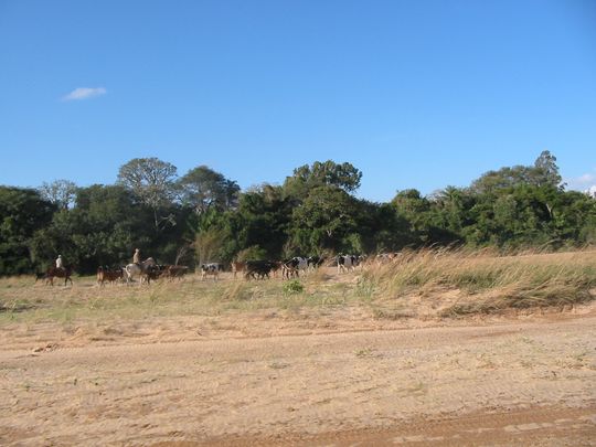 Vaqueros y su ganado