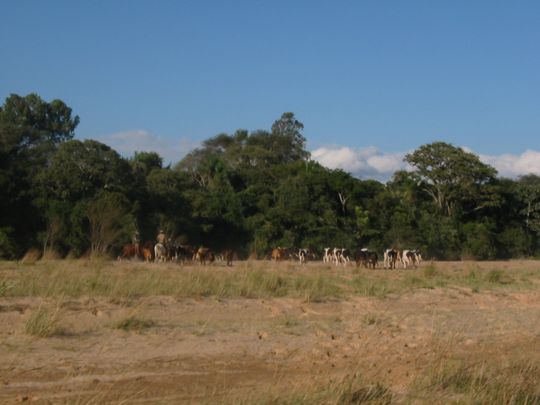 Vaqueros y su ganado