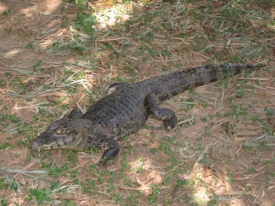Caiman Caiman