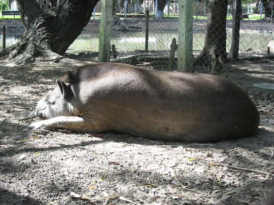 Tapir Tapir