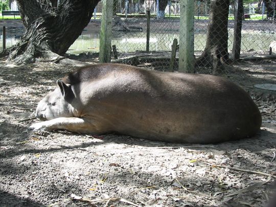 Tapir