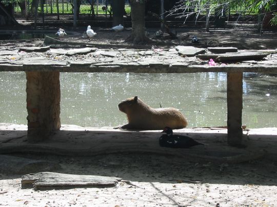 Cabiai - Capibara Cabiai - Capibara